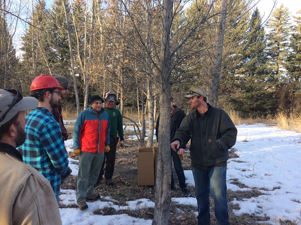 Cottonwood Growth Study Cottonwood (Populus deltoids) cutt… Flickr