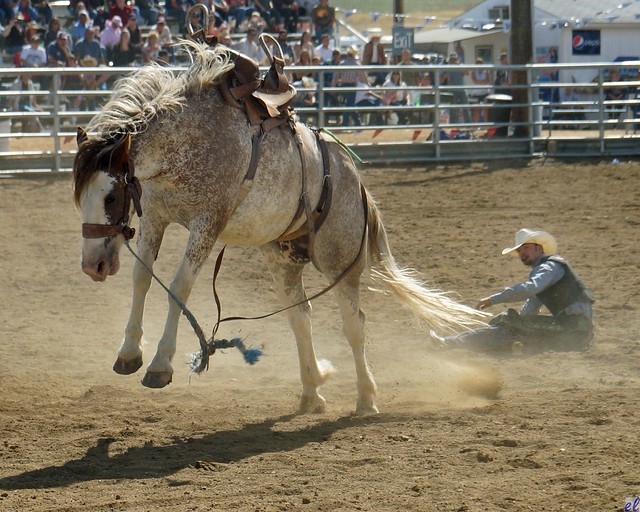 Bucking Bronc, East Helena Rodeo, Montana a photo on Flickriver