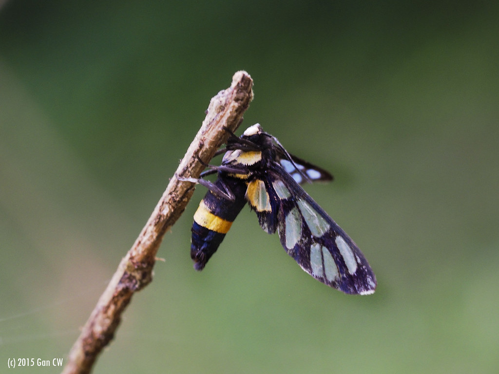 Amata sp PenangBotanicsGarden_20151008_O118 Penang, Malays… Flickr