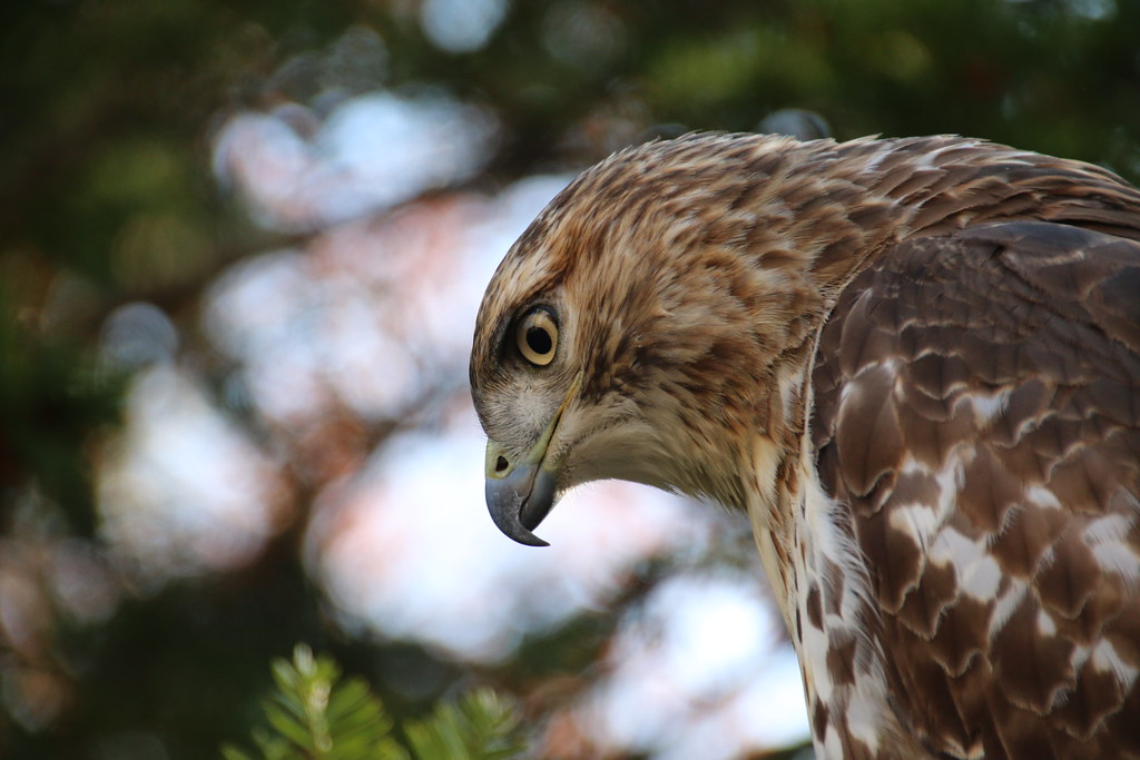 Cooper's Hawk at the University of Michigan, Ann Arbor (No… Flickr
