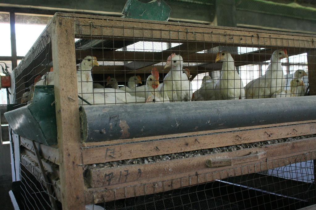 Native chickens in the Philippines a photo on Flickriver
