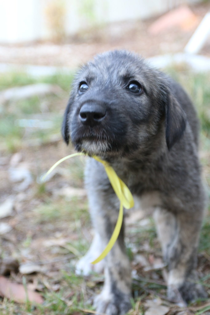 Eowyn Irish Wolfhound 6 week old Irish Wolfhound puppy Flickr