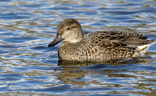 Burnaby Lake, Burnaby, BC skazzi Flickr