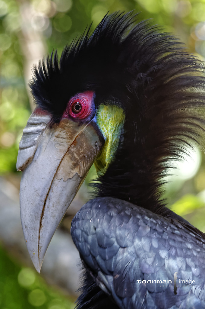 Hornbill The hornbills (Bucerotidae) are a family of bird … Flickr