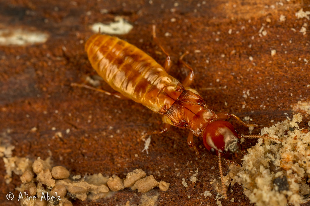 Pacific Coast Dampwood Termite (Zootermopsis angusticollis… Flickr