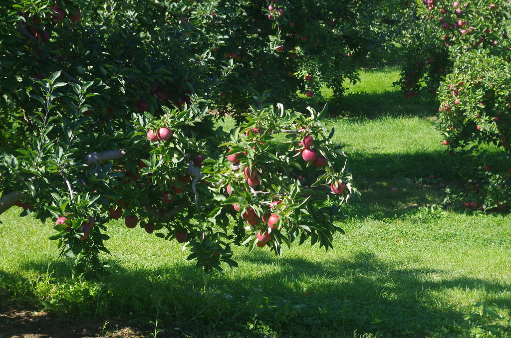 IMGP0092 Apple orchard. boviate Flickr