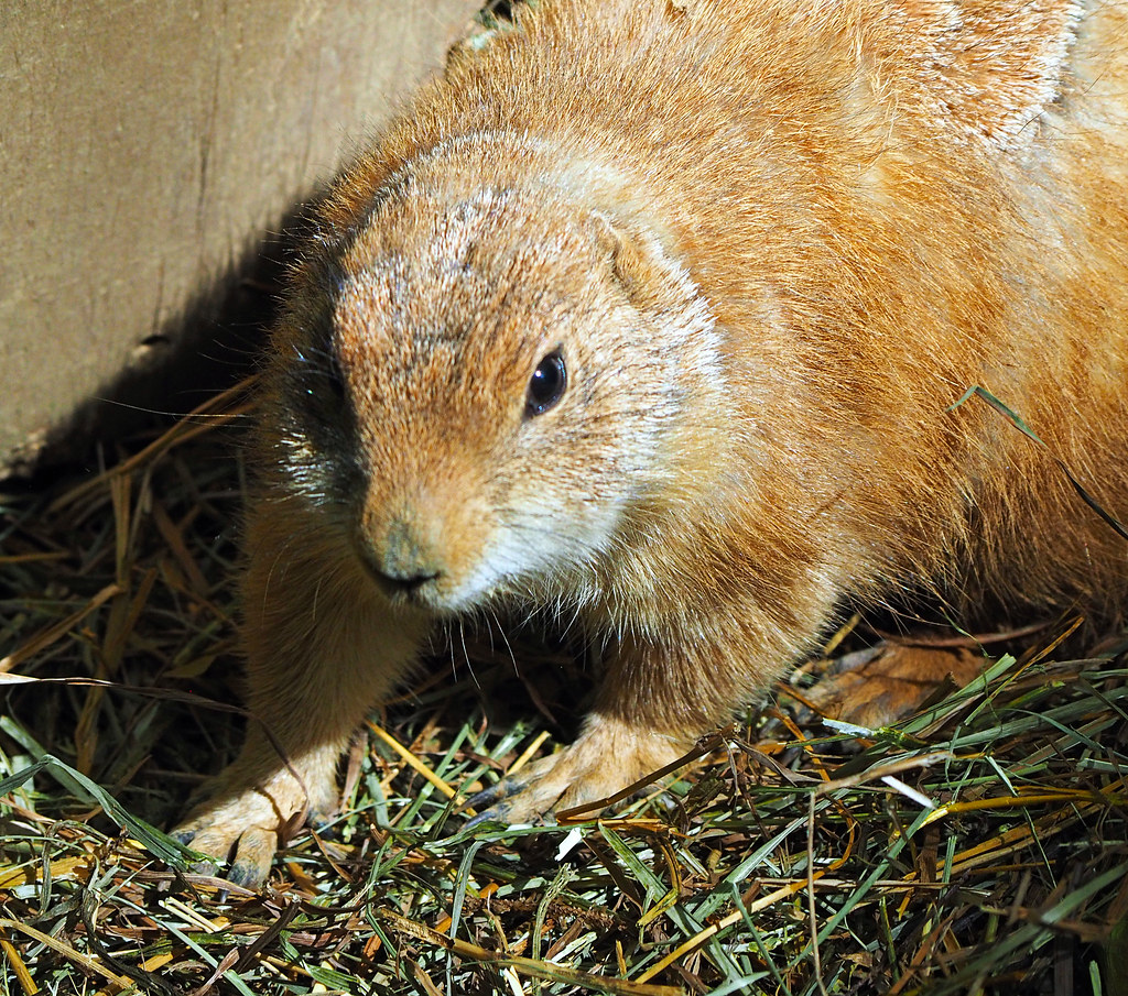 Binder Park Zoo 05202015 Prairie Dog 3 Prairie Dog Bin… Flickr