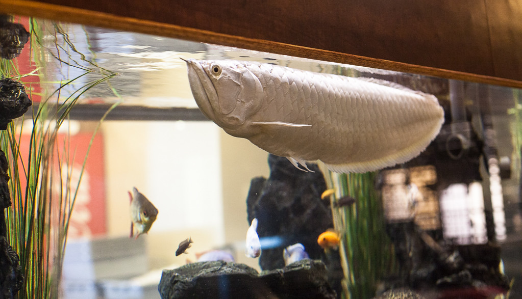 Custom Aquariums Minnesota Custom 2,400 Gallon Freshwater … Flickr