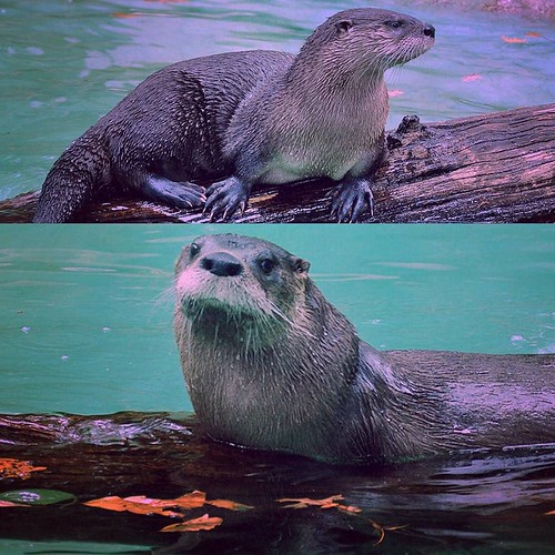 You otter think I'm cute otter riverotter aww cuteanim… Flickr