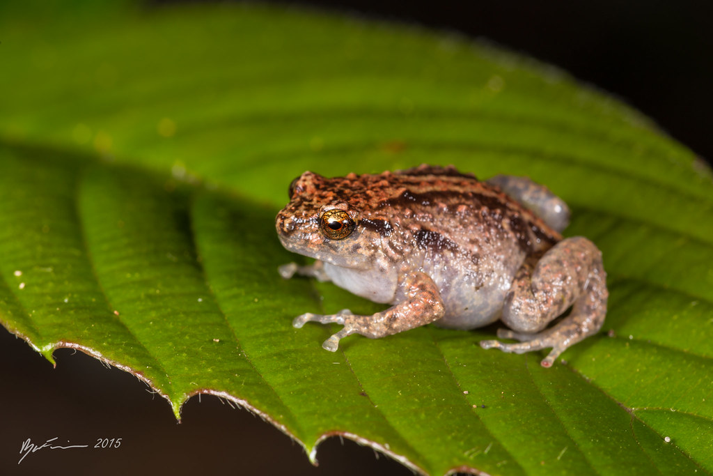 Ornate Frog Cophixalus ornatus. Barron National Park… Flickr