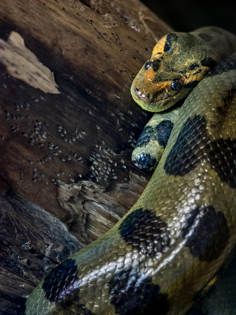 Exploring the World of Anacondas The Giant Serpents of the Amazon