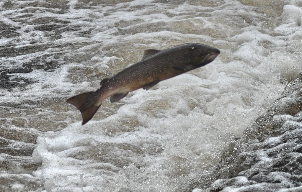 Salmon Salmon leaping up the weir in Shrewsbury. Mark Vickers Flickr