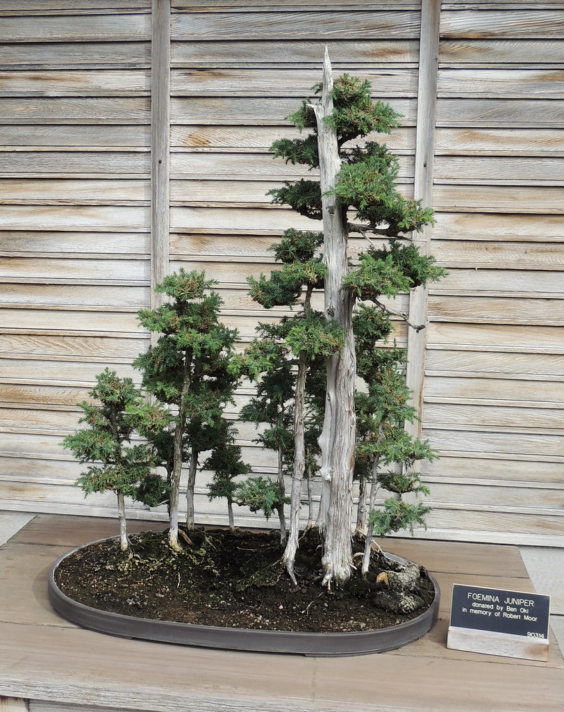 Bonsai juniper How that amount of soil supports that amoun… Flickr