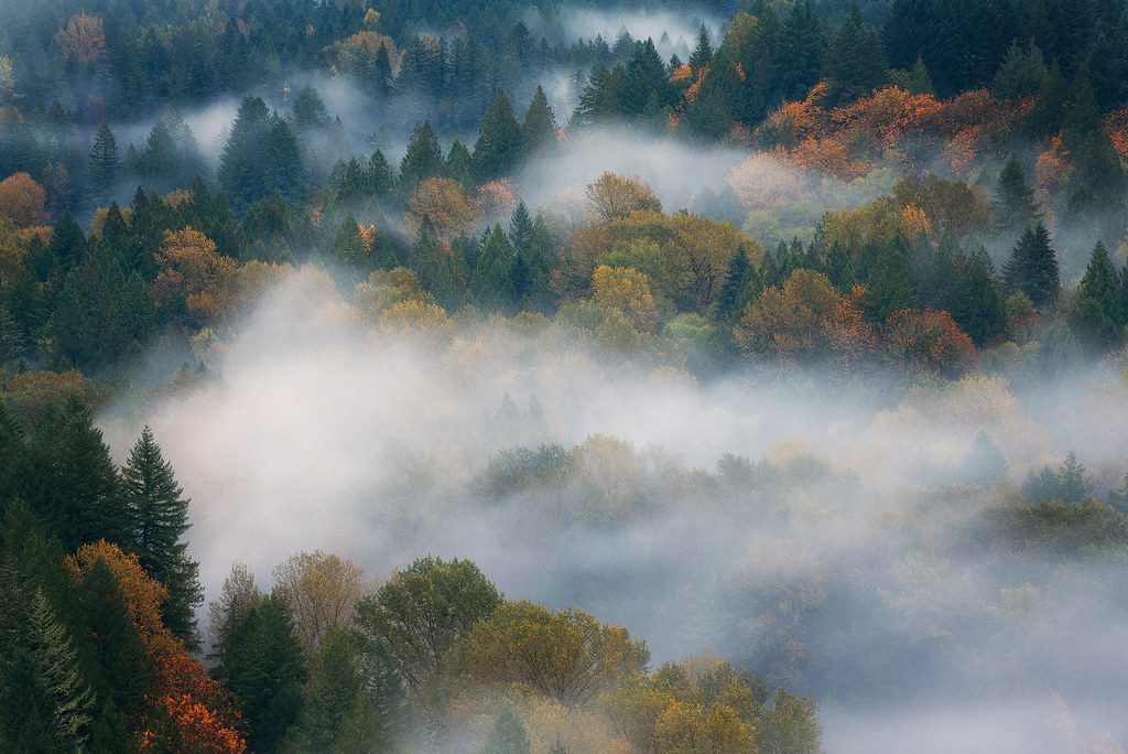 Foggy Woods National Geographic Getty Image 500px FA… Flickr