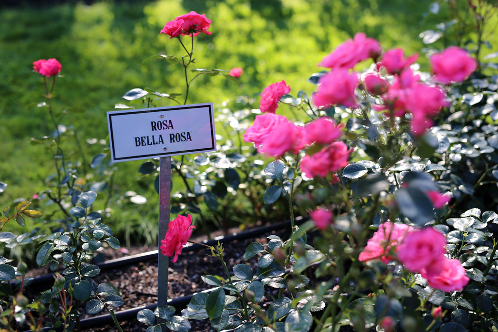 Helsinki rose garden Flickr