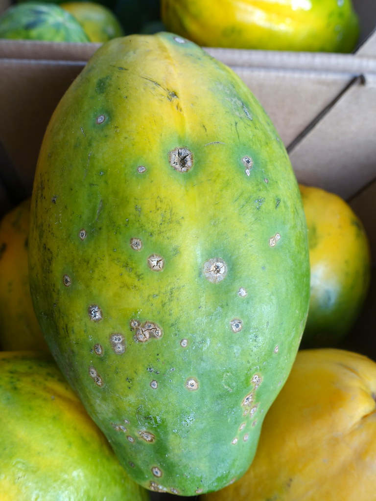 Papaya Fungal fruit spots Pathogen Poss. Asperisporium c… Flickr