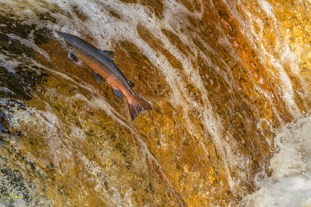 Stainforth Salmon Ken Jensen Flickr