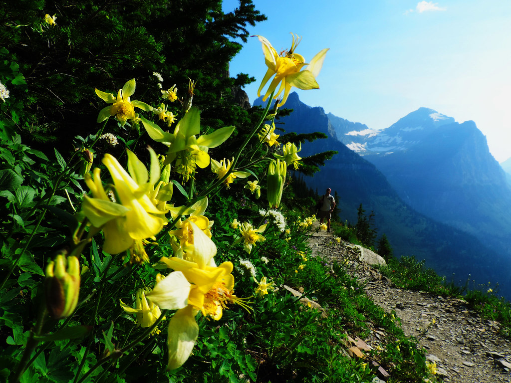 Wildflower Bloom In Glacier National Park, Montana Our Wanders