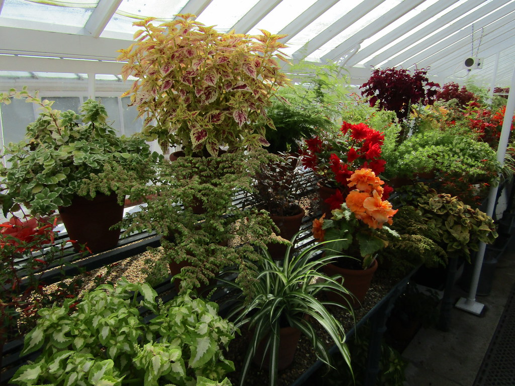 Coleus and other hothouse plants A perfect September day i… Flickr