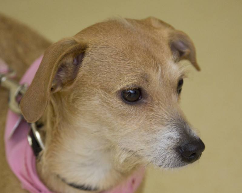 Double Dog Rescue Petco Adoption Event 121315 Flickr