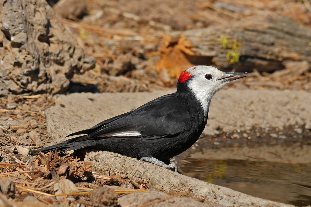Woodpeckers, Allies Flickr