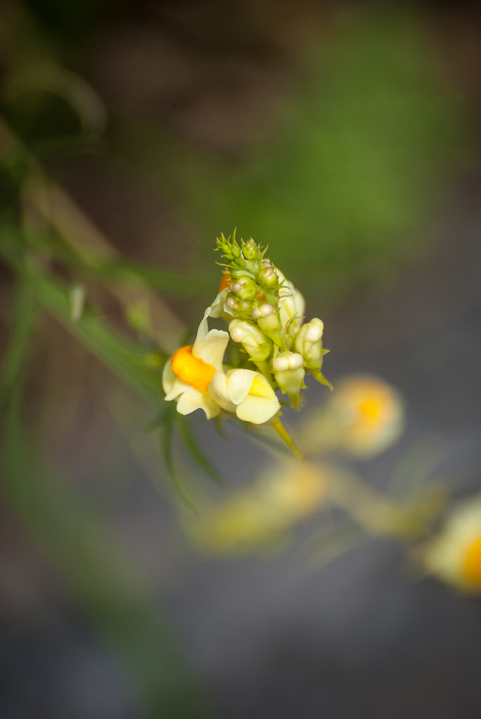 20120721DSC08804 Little yellow flower Clemens v. Vogelsang Flickr