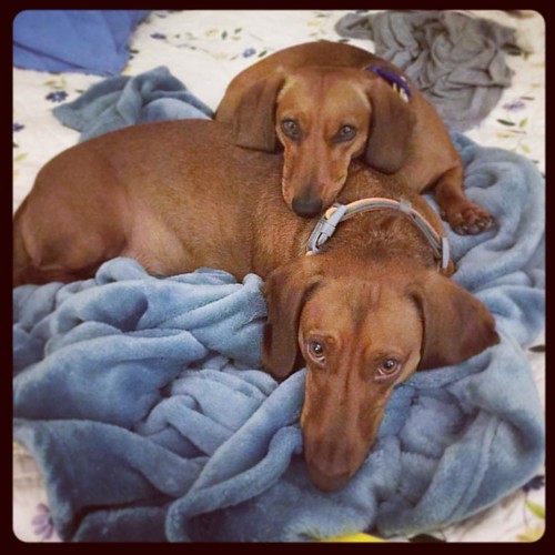 doxies doxielove dachshunds dogsofinstagram SεΣ ╤hi∩Gs DiƒFerεNT