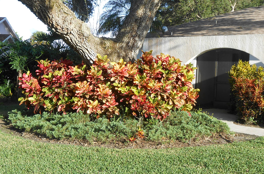 Sarasota Crotons 141205 frost, abd tget kooked like this… Flickr
