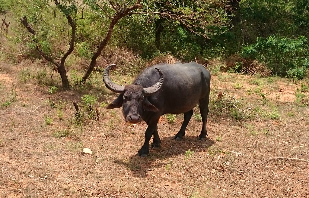 Buffalo in Yala, Sri Lanka Yala National Park is the most … Flickr