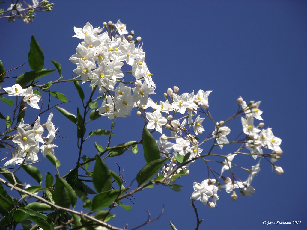 Jasmine Nightshade. This was growing in and around another… Flickr