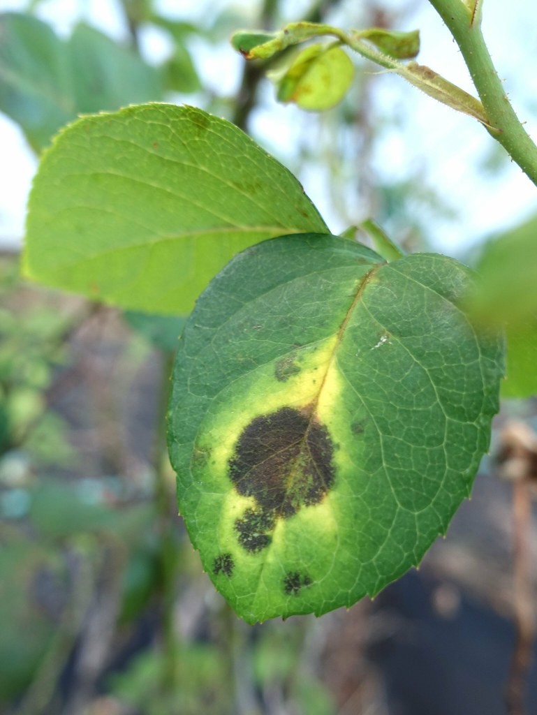 Rose Black spot Pathogen Diplocarpon rosae (fungus) Read… Flickr