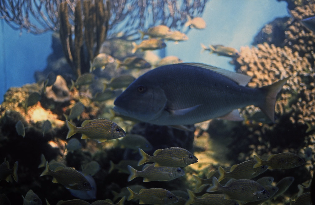 Bahamas 1988 (137) New Providence Coral World, Nassau Flickr
