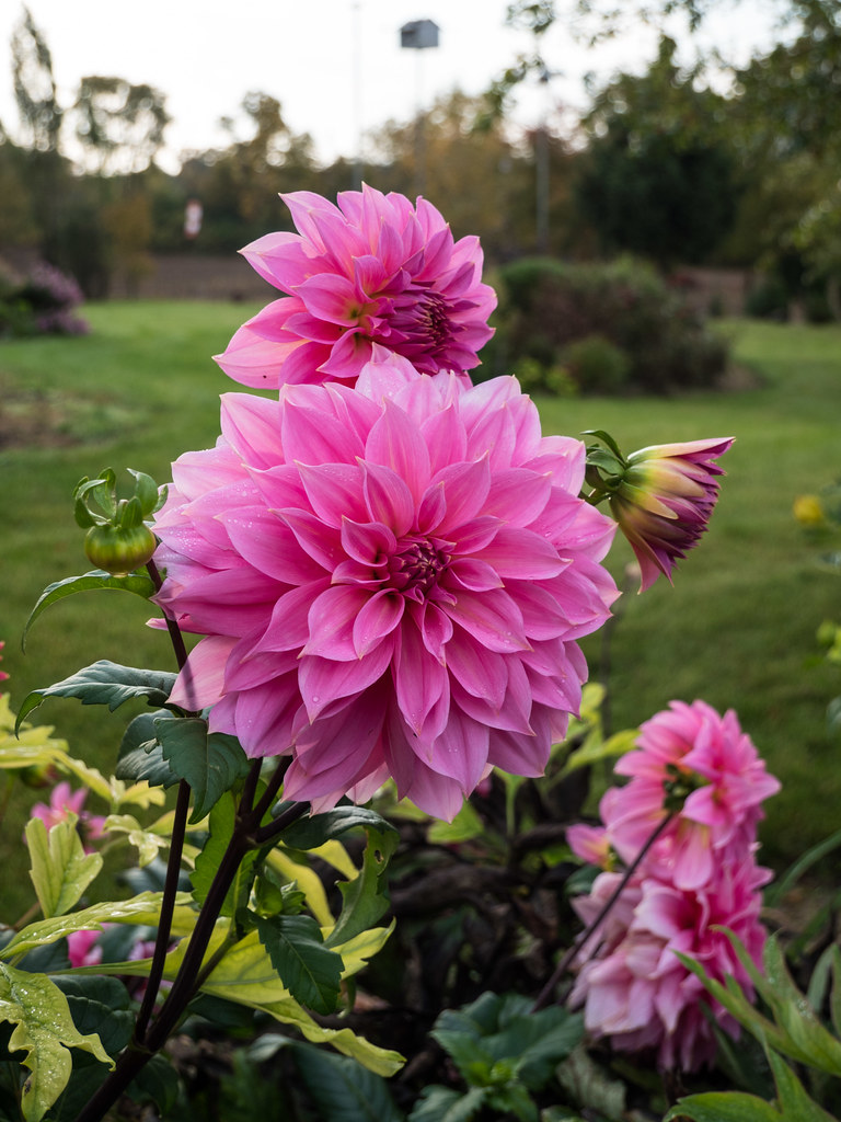 Dahlia 'Jersey Beauty', 2016 "Dahlia 'Jersey Beauty', 2016… Flickr