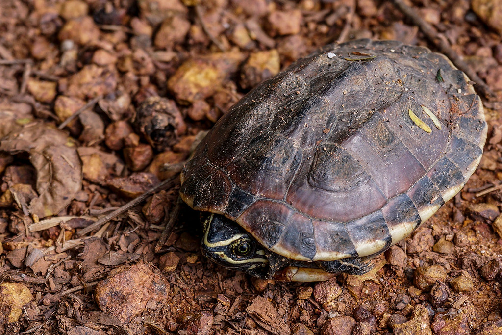 Mekong snaileating turtle The "Mekong snaileating turtle… Flickr