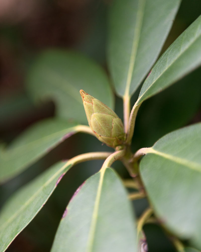Rhododendron winter bud Rhododendron winter bud Flickr