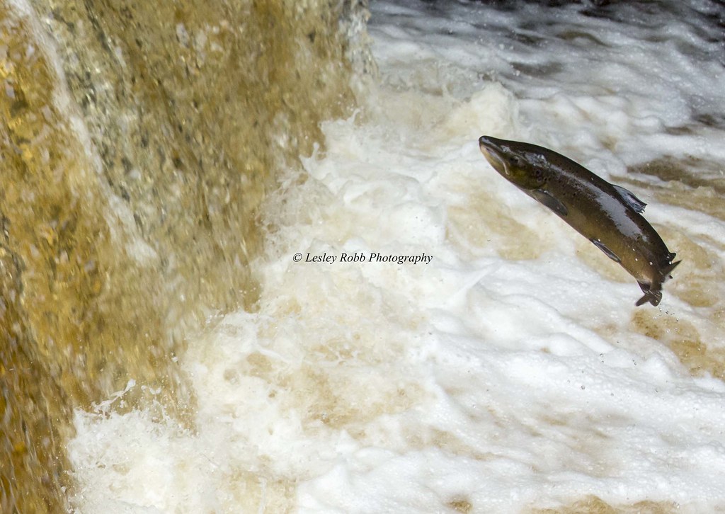 Leaping Salmon Stainforth Foss Lesley Robb Flickr