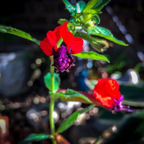 The Bat Face Cuphea A neat looking flower. Strangely beaut… Flickr