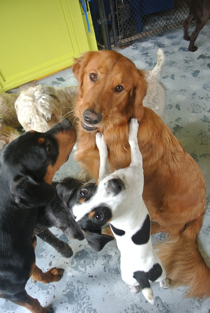 DSC_7665 The Doghouse Daycare Flickr