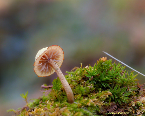 Fungo (002) | Fungo (002) | Andrea D'Angiolo | Flickr