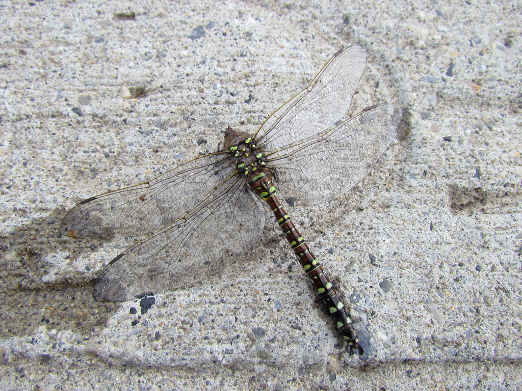 Dead dragonfly still lovely sspyndel Flickr