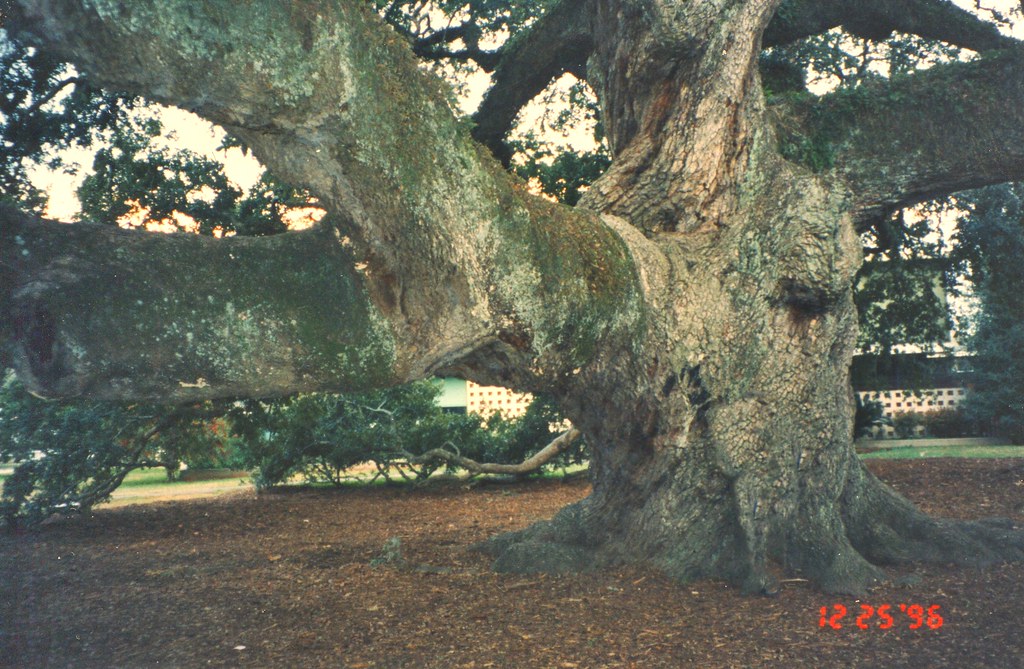 Lafayette Louisiana St Johns Cathedral Oak Tree 450 Pl… Flickr
