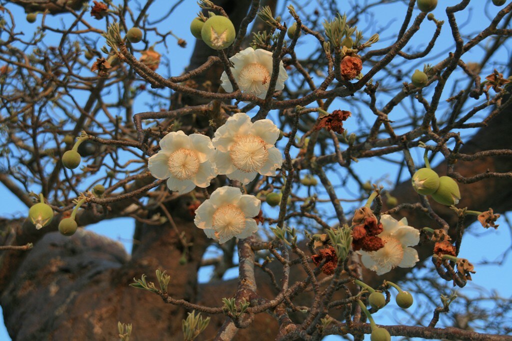 Baobab flowers Job de Graaf Flickr