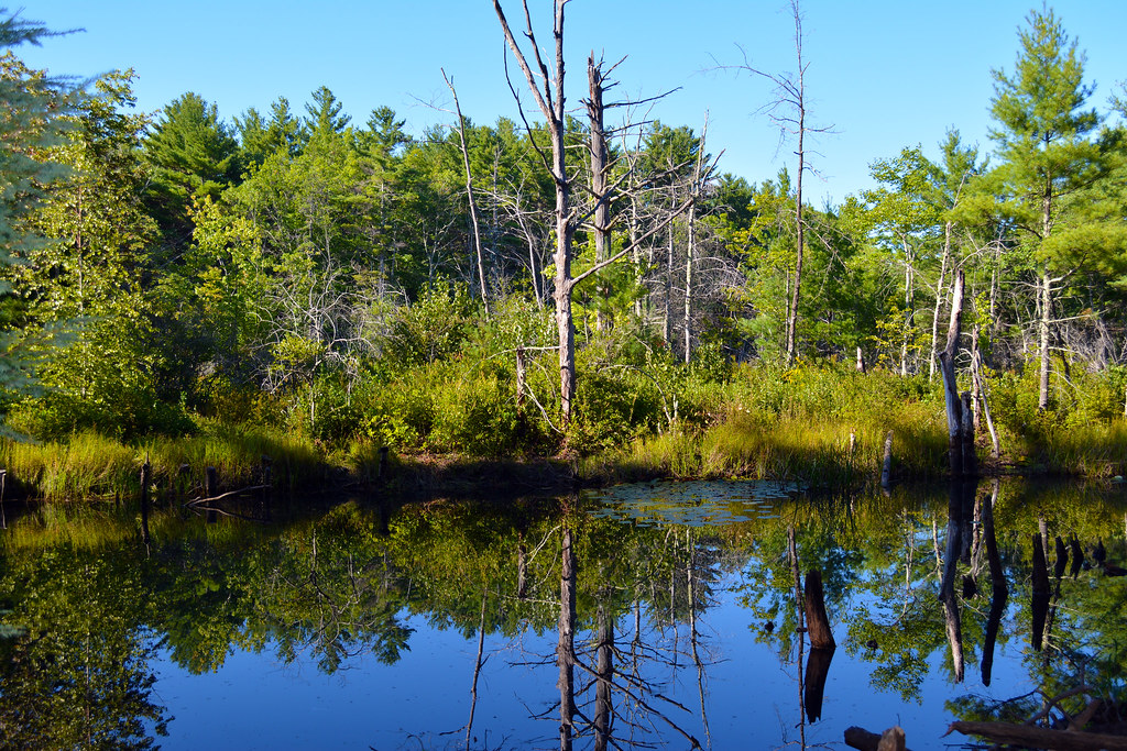 Douglas State Park Swamp David Limon Flickr