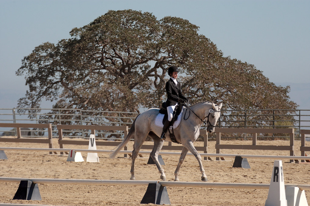 The first day at Woodside October 2, 2015, The Horse Park … Flickr