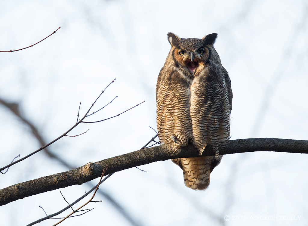 Great Horned Owl New Jersey Ashleigh Scully Flickr