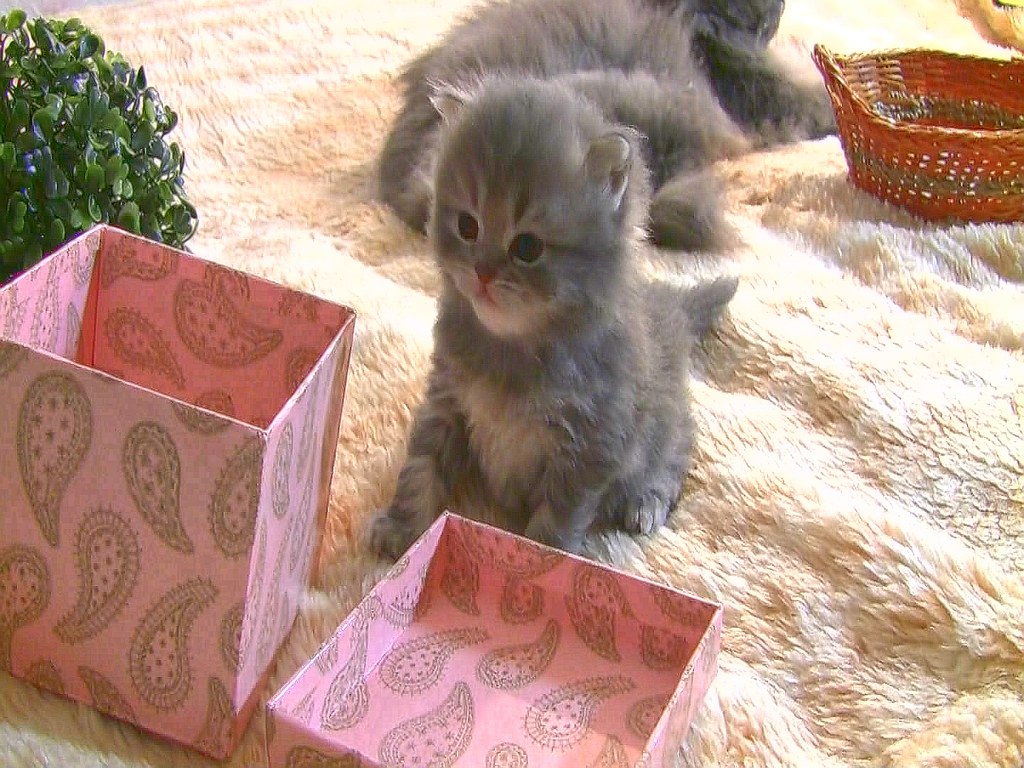 крутой лоб.m2ts_snapshot_00.04_[2015.12.30_12.21.57]_hdr_m… Flickr