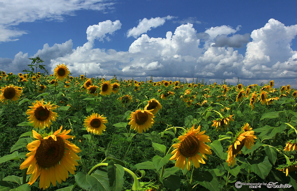 Sunflowers Pope Farm Conservancy Verona WI Sunflowers … Flickr