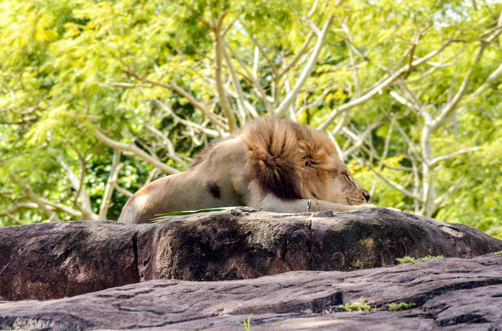 Lion Ak Andrew Long Flickr