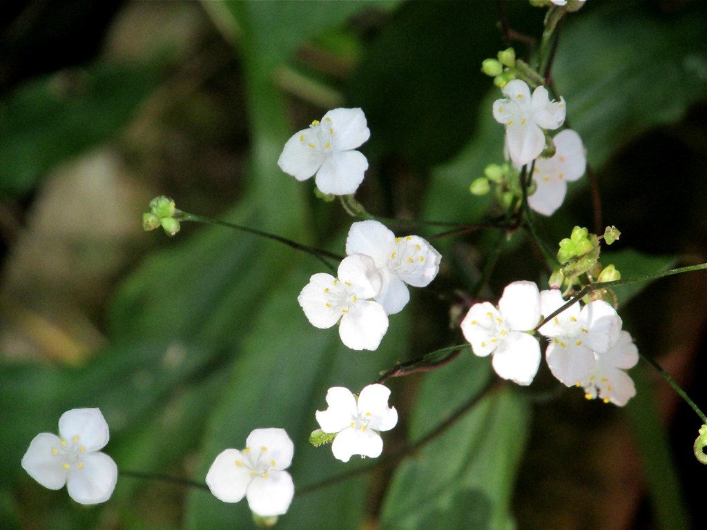 Bridal Veil A variety of Wandering Jew called "Bridal Veil… Flickr