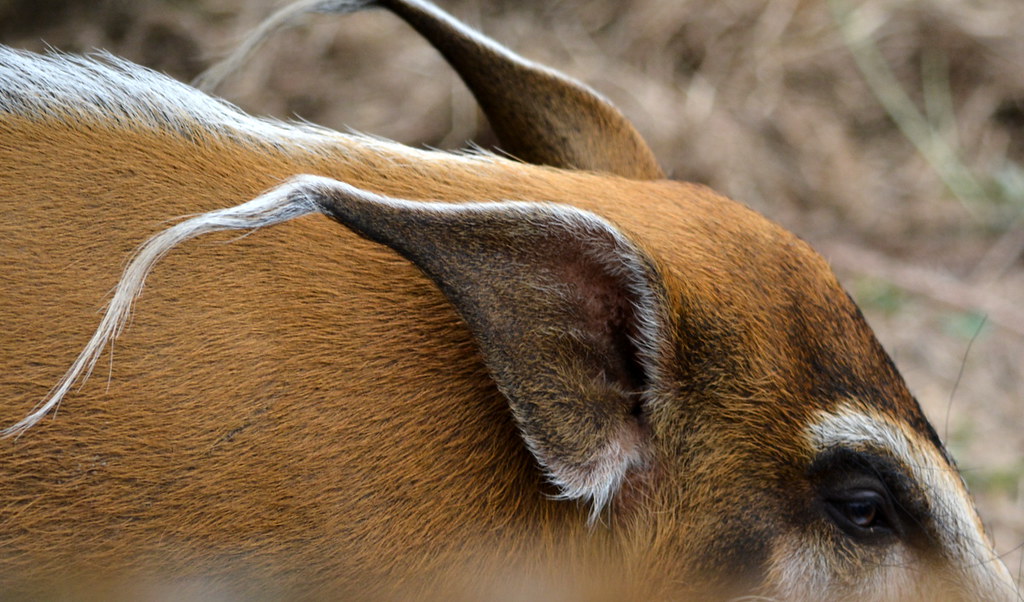THE PIGS EAR IS ALMOST AS NICE AS A SILK PURSE. WHATA PRET… Flickr